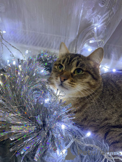 Photo №2 de l'annonce № 160730 de la vente  - acheter à Fédération de Russie annonce privée