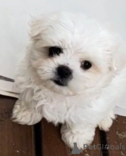Photo №2 de l'annonce № 148565 de la vente bichon maltais - acheter à Allemagne éleveur