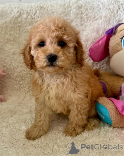 Photo №1. maltipu - à vendre en ville de Cremlingen | 350€ | Annonce №154623