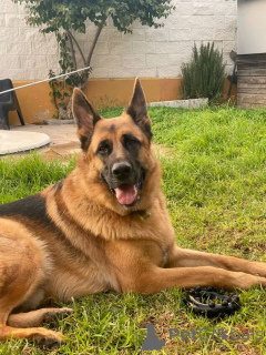 Photo №1. berger allemand - à vendre en ville de Texas City | 3584€ | Annonce №168812