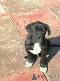 Photo №2 de l'annonce № 166743 de la vente cane corso - acheter à France annonce privée, éleveur