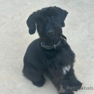 Photo №3. Magnifiques chiots Schnauzer Géant disponibles. Portugal
