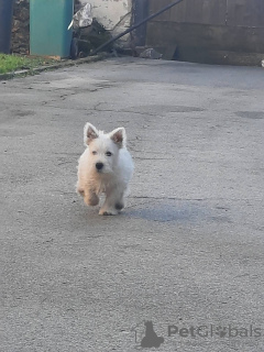 Photo №4. Je vais vendre west highland white terrier en ville de Ruma.  - prix - négocié