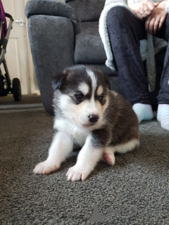 Photo №2 de l'annonce № 168438 de la vente husky de sibérie - acheter à Suède annonce privée, éleveur
