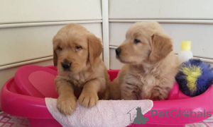 Photo №2 de l'annonce № 160034 de la vente golden retriever - acheter à La Roumanie annonce privée
