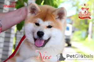 Photo №2 de l'annonce № 42488 de la vente akita (chien) - acheter à Ukraine éleveur