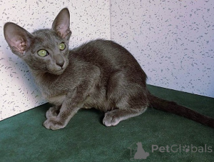 Photo №1. oriental shorthair - à vendre en ville de Deutsch-wagram | 350€ | Annonce № 171175