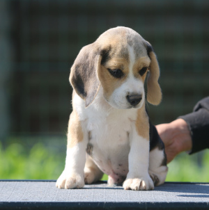 Photo №2 de l'annonce № 2908 de la vente beagle - acheter à Biélorussie 