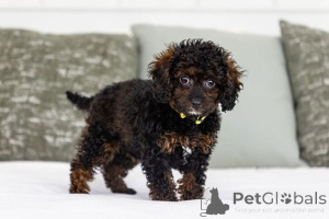Photo №2 de l'annonce № 155602 de la vente labradoodle - acheter à Pays Bas annonce privée