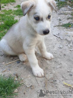 Photo №1. husky de sibérie - à vendre en ville de Phoenix | 663€ | Annonce №108826