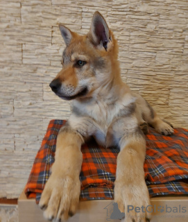 Photo №2 de l'annonce № 37343 de la vente chien-loup tchécoslovaque - acheter à Biélorussie de la fourrière, éleveur