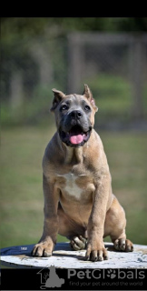 Photos supplémentaires: Chiots Cane Corso