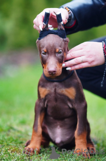 Photo №2 de l'annonce № 36695 de la vente dobermann - acheter à Estonie de la fourrière