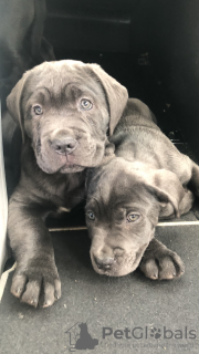 Photo №1. cane corso - à vendre en ville de Флорида Сити | 568€ | Annonce №103373