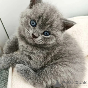 Photo №1. british shorthair - à vendre en ville de Borough de Londres de Haringey | négocié | Annonce № 173855