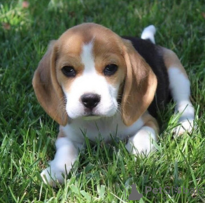 Photos supplémentaires: chiots beagle