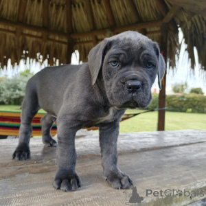 Photo №4. Je vais vendre cane corso en ville de Szczecine. éleveur - prix - négocié