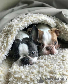 Photo №2 de l'annonce № 131745 de la vente bouledogue - acheter à Allemagne annonce privée