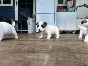 Photo №2 de l'annonce № 159856 de la vente jack russell terrier - acheter à Lituanie annonce privée