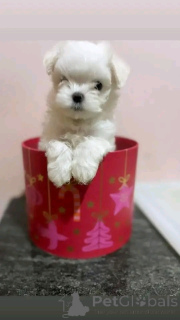 Photo №1. bichon maltais - à vendre en ville de Berlin | 500€ | Annonce №138871