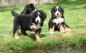 Photo №3. Mignons chiots bouviers bernois à adopter gratuitement. Allemagne