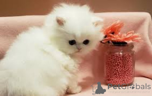 Photo №2 de l'annonce № 136572 de la vente persan - acheter à Allemagne 