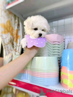 Photo №1. bichon à poil frisé - à vendre en ville de Chicago | 372€ | Annonce №138638