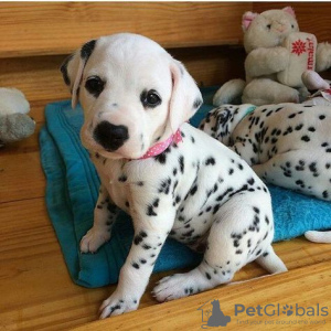 Photo №1. dalmatien - à vendre en ville de Würzburg | 250€ | Annonce №110860