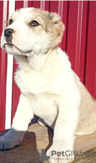 Photo №3. Chiots du chien de berger d'Asie centrale. Bulgarie
