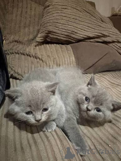 Photo №1. british shorthair - à vendre en ville de Coventry | négocié | Annonce № 173796