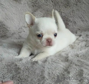 Photo №1. chihuahua - à vendre en ville de Vilnius | négocié | Annonce №116692