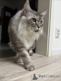 Photo №1. maine coon - à vendre en ville de Vitoria-Gasteiz | 446€ | Annonce № 138043