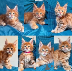 Photo №1. maine coon - à vendre en ville de Lausanne | 400€ | Annonce № 116318