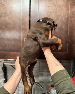 Photo №4. Je vais vendre dobermann en ville de Varsovie. éleveur - prix - négocié