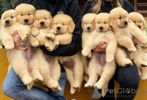 Photo №1. golden retriever - à vendre en ville de Tallinn | négocié | Annonce №125280