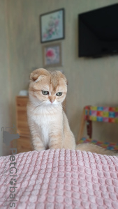 Photo №2 de l'annonce № 104951 de la vente scottish fold - acheter à Fédération de Russie de la fourrière