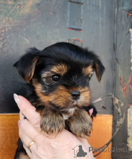 Photo №4. Je vais vendre yorkshire terrier en ville de Benfica. éleveur - prix - 900€