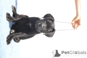 Photo №2 de l'annonce № 140493 de la vente cane corso - acheter à La Roumanie éleveur