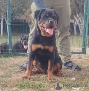 Photo №4. Je vais vendre rottweiler en ville de Zémun.  - prix - négocié