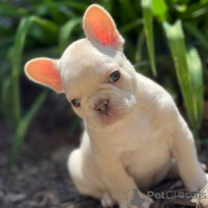 Photo №4. Je vais vendre bouledogue en ville de Berlin. annonce privée - prix - négocié