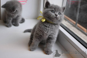 Photo №3. Des chatons British Shorthair prêts à être adoptés dans des foyers bienveillants. Espagne