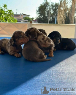 Photo №3. Adorables chiots teckel disponibles - Prêts pour leur foyer éternel !. Luxembourg