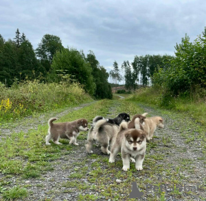 Photo №1. malamute de l'alaska - à vendre en ville de Delmenhorst | 230€ | Annonce №123162