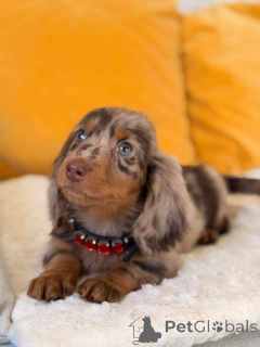 Photo №3. doux chiot qui mérite un nouveau foyer pour toujours. Nous recherchons une. Allemagne