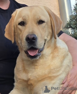 Photo №3. Femme Labrador Retriever à vendre. La croatie