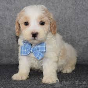Photo №3. Maltipoo-puppy's te koop. Pays Bas