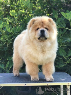 Photos supplémentaires: Chow Chow, de merveilleux chiots