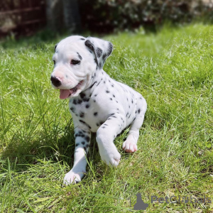 Photo №2 de l'annonce № 159371 de la vente dalmatien - acheter à Allemagne annonce privée