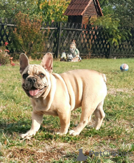 Photo №3. Bulldog français. Fédération de Russie