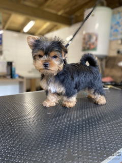 Photo №1. yorkshire terrier - à vendre en ville de Bonn | 265€ | Annonce №119349